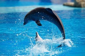 Newton’s laws of motion describe the motion of the dolphin’s path. This photo was taken at the Lisbon Zoo.