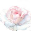 Profile picture for user korizhang