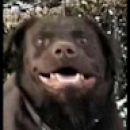 Profile picture for user Svavar Árni
